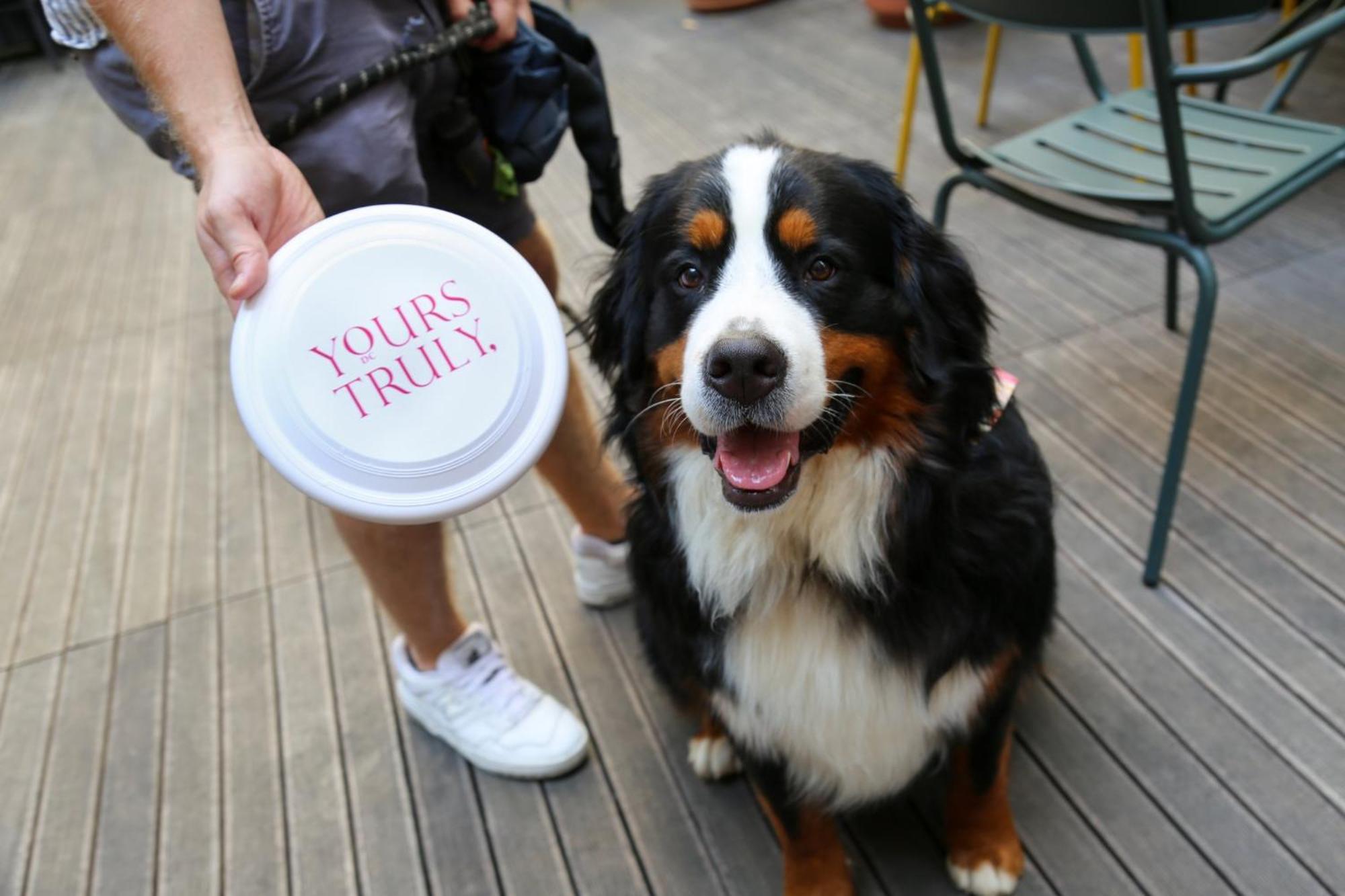 华盛顿特区真诚住宿 华盛顿哥伦比亚 外观 照片 Bernese Mountain Dog with a disc